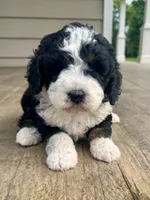 Wilma Girl 1, a female Poodle - Toy  and Bernedoodle for sale in Russiaville, IN – 6 of 7