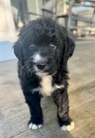 F1 Minibernedoodle Boy, a male Miniature Bernedoodle for sale in Russiaville, IN – 2 of 5
