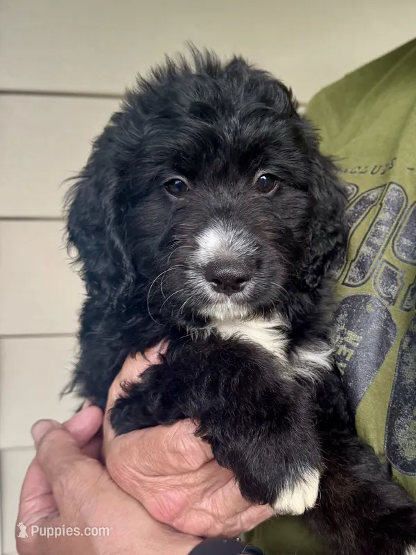 F1 Minibernedoodle Boy – Miniature Bernedoodle puppy for sale in Russiaville, IN