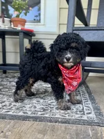 Wilma Girl 2, a female Poodle - Toy  and Bernedoodle for sale in Russiaville, IN – 2 of 7