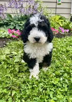 Wilma Girl 1, a female Poodle - Toy  and Bernedoodle for sale in Russiaville, IN – 7 of 7