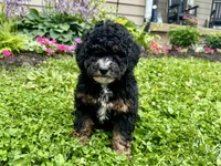 Wilma Girl 2, a female Poodle - Toy  and Bernedoodle for sale in Russiaville, IN – 5 of 7