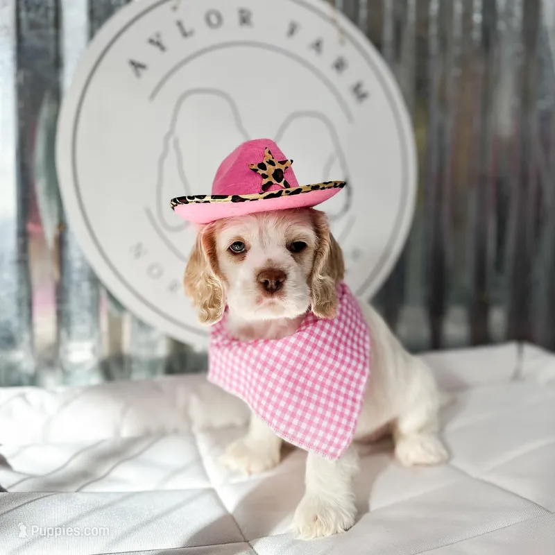 JOY – Cocker Spaniel puppy for sale in Dallas, TX