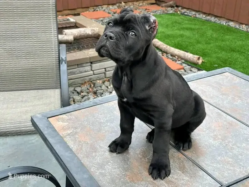 Dark – Cane Corso puppy for sale in Dallas, TX