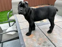 Dark, a female Cane Corso for sale in Dallas, TX – Photo 2 of 3