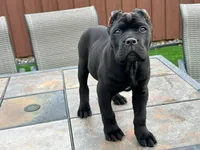 Dark, a female Cane Corso for sale in Dallas, TX – Photo 3 of 3