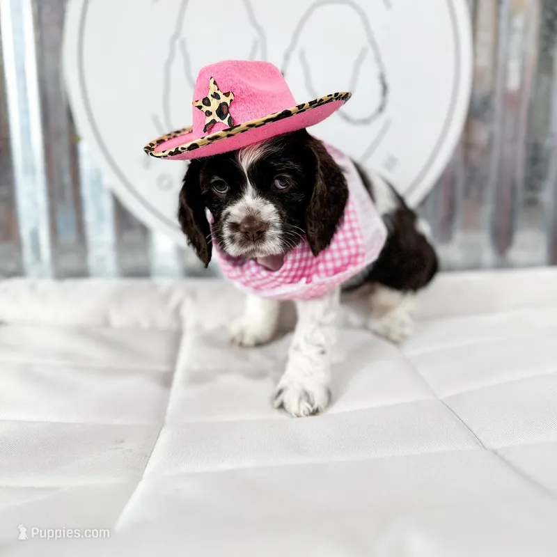 Drake – Cocker Spaniel puppy for sale in Dallas, TX