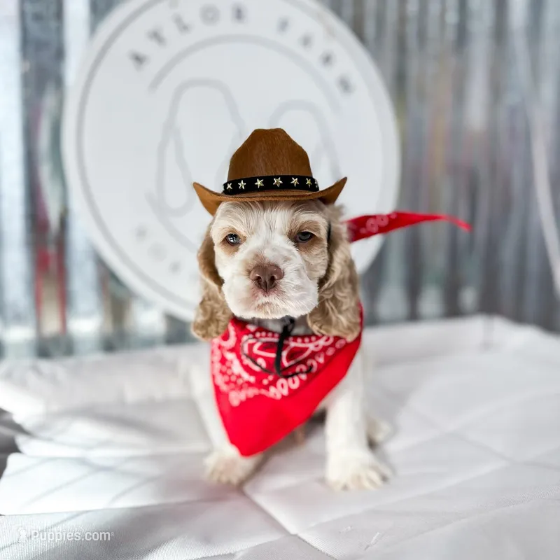 JOsy – Cocker Spaniel puppy for sale in Dallas, TX