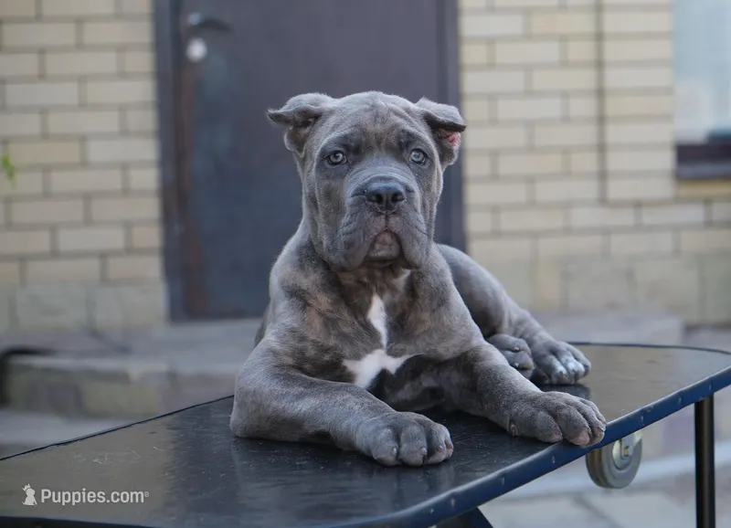 DANTE – Cane Corso puppy for sale in Dallas, TX