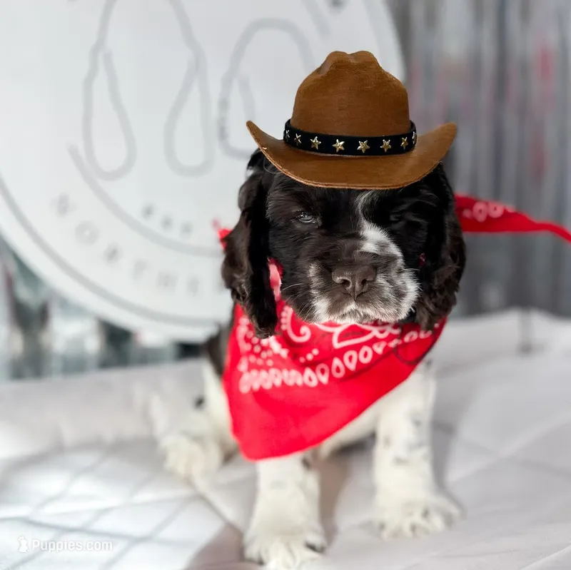 Blacky – Cocker Spaniel puppy for sale in Dallas, TX