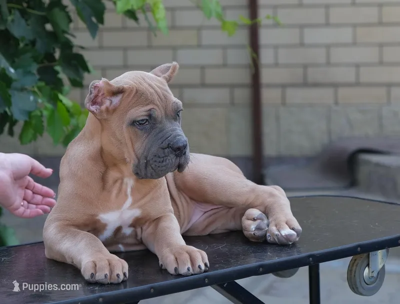 JACK – Cane Corso puppy for sale in Dallas, TX