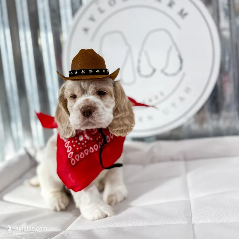 Duff – Cocker Spaniel puppy for sale in Dallas, TX