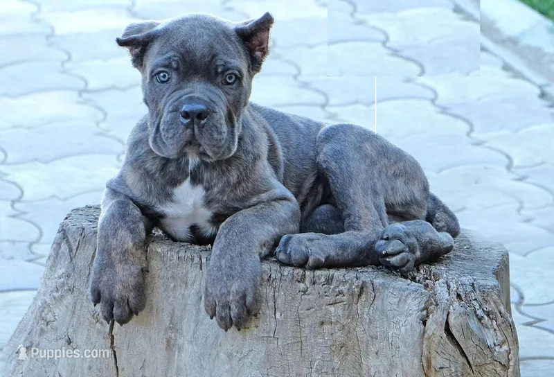HONEY – Cane Corso puppy for sale in Dallas, TX