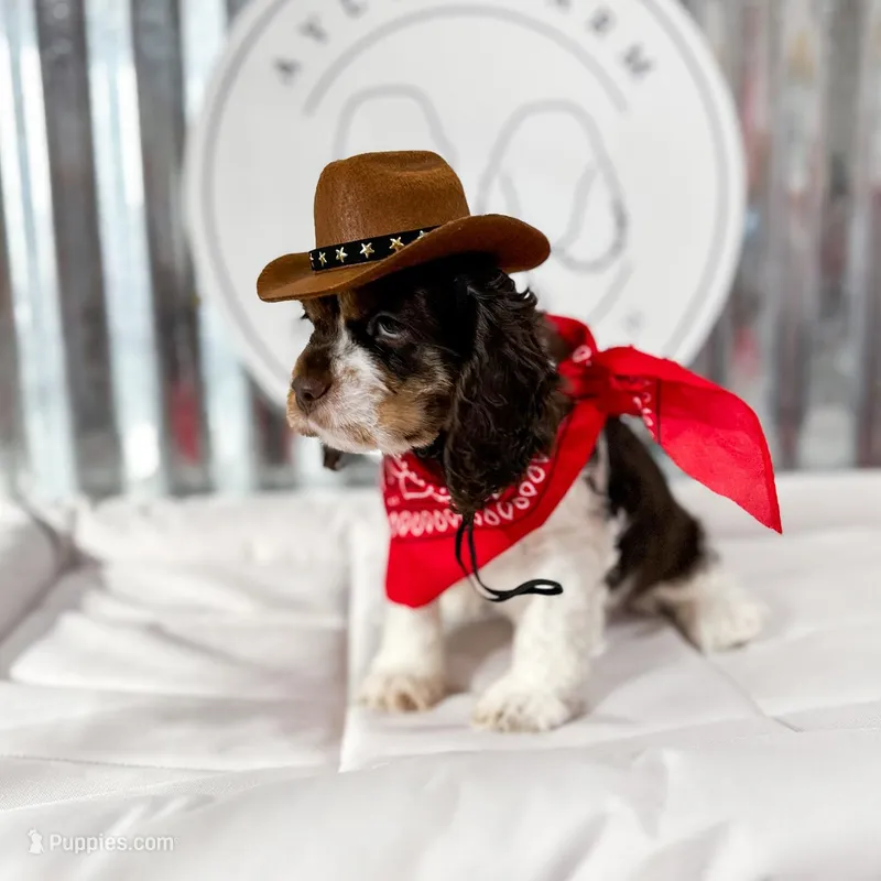 Dude – Cocker Spaniel puppy for sale in Dallas, TX