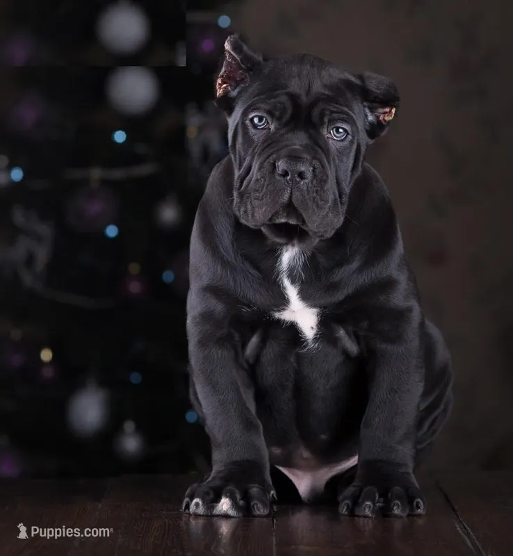 LION – Cane Corso puppy for sale in Dallas, TX