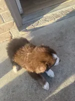 No name, a male Australian Shepherd for sale in Killeen, TX – 3 of 3