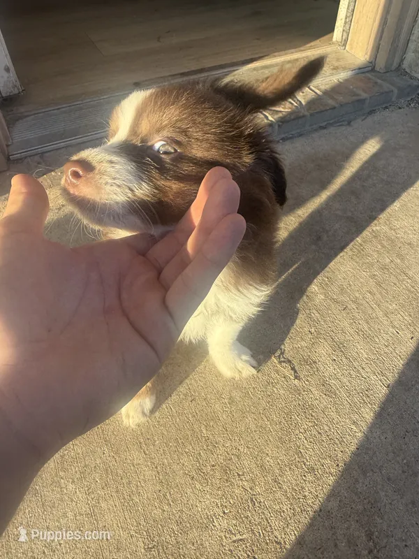No name – Australian Shepherd puppy for sale in Killeen, TX