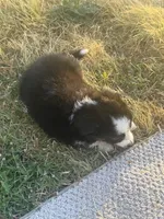 No name, a female Australian Shepherd for sale in Killeen, TX – 2 of 2