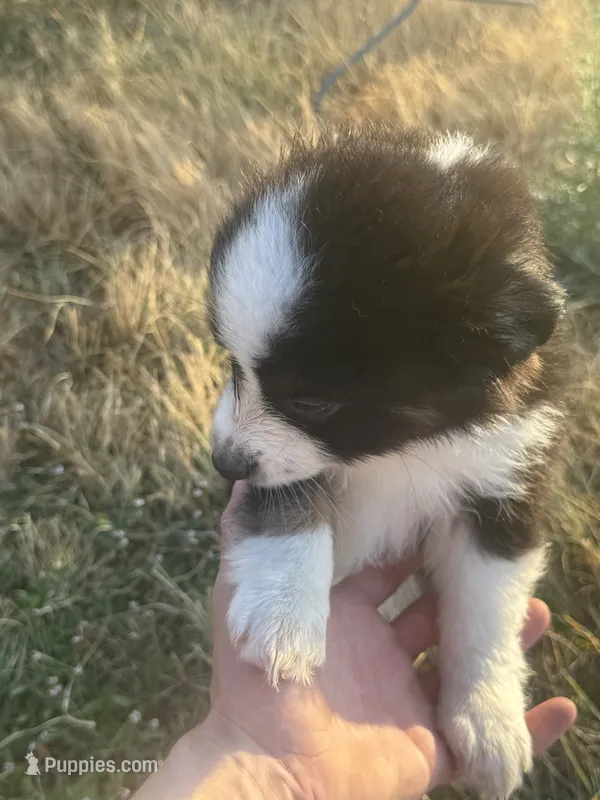 No name – Australian Shepherd puppy for sale in Killeen, TX