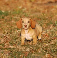 AKC Trooper, a male Miniature Dachshund for sale in Billings, MO – 9 of 10