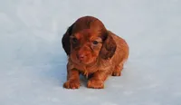 AKC Kahlua, a female Miniature Dachshund for sale in Billings, MO – Photo 1 of 5