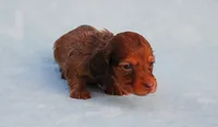 AKC Kahlua, a female Miniature Dachshund for sale in Billings, MO – Photo 5 of 5