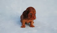 AKC Kahlua, a female Miniature Dachshund for sale in Billings, MO – Photo 2 of 5