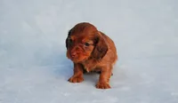 AKC Kahlua, a female Miniature Dachshund for sale in Billings, MO – Photo 4 of 5