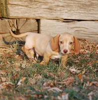 AKC Trooper, a male Miniature Dachshund for sale in Billings, MO – 7 of 10