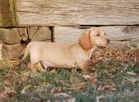 AKC Trooper, a male Miniature Dachshund for sale in Billings, MO – 3 of 10