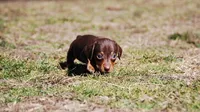 AKC Cosmo, a male Miniature Dachshund for sale in Billings, MO – Photo 8 of 9