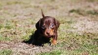 AKC Cosmo, a male Miniature Dachshund for sale in Billings, MO – Photo 1 of 9
