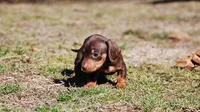 AKC Cosmo, a male Miniature Dachshund for sale in Billings, MO – Photo 6 of 9