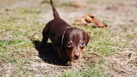 AKC Cosmo, a male Miniature Dachshund for sale in Billings, MO – Photo 5 of 9