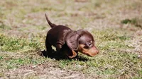 AKC Cosmo, a male Miniature Dachshund for sale in Billings, MO – Photo 4 of 9