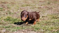 AKC Cosmo, a male Miniature Dachshund for sale in Billings, MO – Photo 7 of 9
