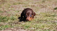 AKC Cosmo, a male Miniature Dachshund for sale in Billings, MO – Photo 3 of 9