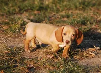 AKC Trooper, a male Miniature Dachshund for sale in Billings, MO – 10 of 10
