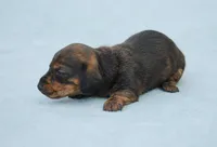 AKC Bunny, a female Miniature Dachshund for sale in Billings, MO – Photo 5 of 6