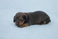 AKC Bunny, a female Miniature Dachshund for sale in Billings, MO – Photo 1 of 6