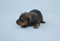 AKC Bunny, a female Miniature Dachshund for sale in Billings, MO – Photo 4 of 6