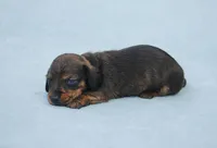 AKC Bunny, a female Miniature Dachshund for sale in Billings, MO – Photo 3 of 6
