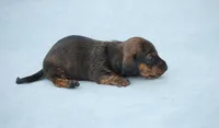 AKC Bunny, a female Miniature Dachshund for sale in Billings, MO – Photo 6 of 6