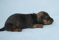 AKC Bunny, a female Miniature Dachshund for sale in Billings, MO – Photo 2 of 6