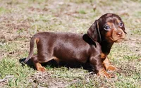 AKC Tito, a male Miniature Dachshund for sale in Billings, MO – Photo 6 of 10