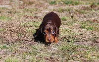 AKC Tito, a male Miniature Dachshund for sale in Billings, MO – Photo 4 of 10