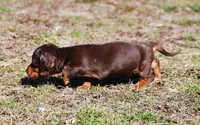 AKC Tito, a male Miniature Dachshund for sale in Billings, MO – Photo 2 of 10