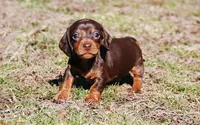 AKC Tito, a male Miniature Dachshund for sale in Billings, MO – Photo 1 of 10
