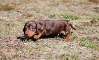 AKC Tito, a male Miniature Dachshund for sale in Billings, MO – Photo 8 of 10