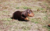AKC Tito, a male Miniature Dachshund for sale in Billings, MO – Photo 10 of 10